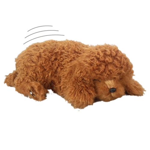 toy poodle as a pet